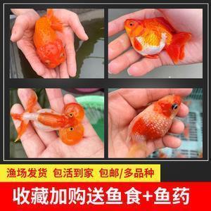 我的好伙伴
