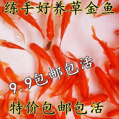 我唯一的翅膀在你那里