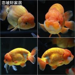 以美丽的冬天优秀作文六年级