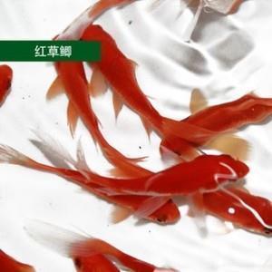 为她喝彩