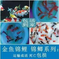 一棵枯树的倾诉