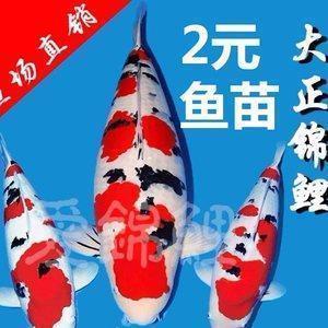 从蒜香排骨里飘出的爱