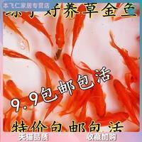 他的歌声里