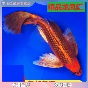 向左向右，悲伤满地