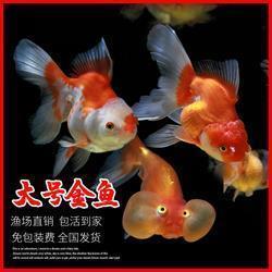 告状鞭炮“N”大罪状