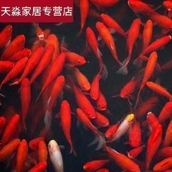 万象更新光辉巨变