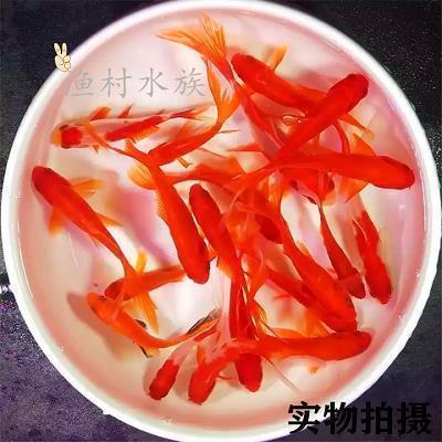中学生命题