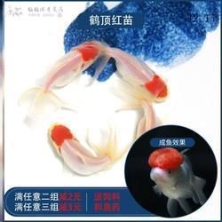 圣洁的灵魂