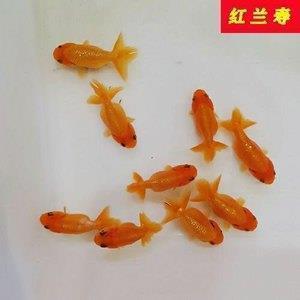 Talking about time（讨论时间）
