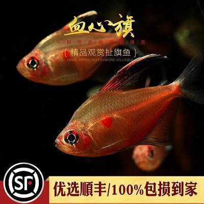 我渴望得到理解