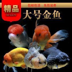 我的同学杨飞宇
