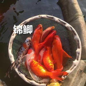 假如我的世界有百变王卡卡_六年级作文_舒秋歌完美作文