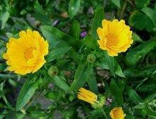 百合花的由来
