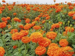 幸福的钢琴声