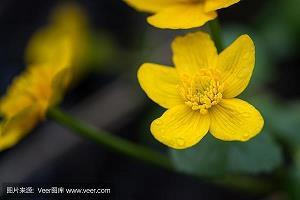 你是浪花我是鱼