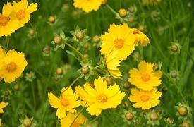 白灵芝