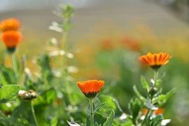 淡淡花香浓浓情