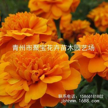 我写广州作文大赛题-——我是90后