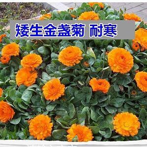 龙图腾