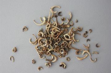 可爱的小乌龟