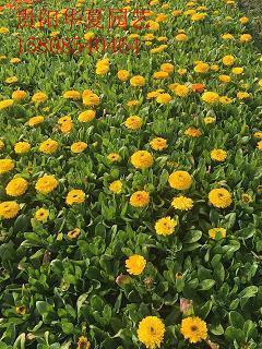 元宵节的灯