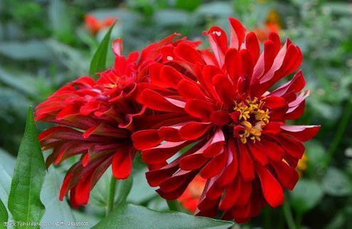 涉江采芙蓉