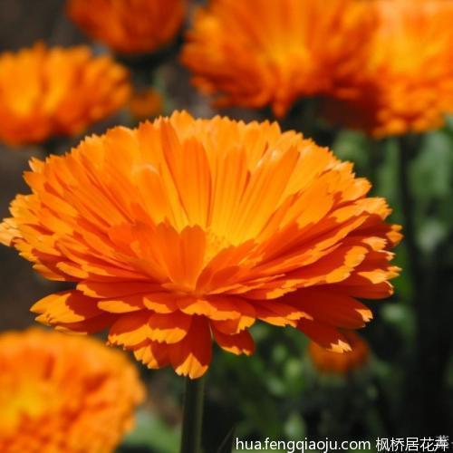 怪物世界（重口味·黑色）