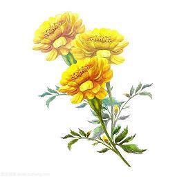写端午节的作文600字六年级