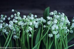 六年级美丽的荷花小学生的作文