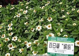感恩的心