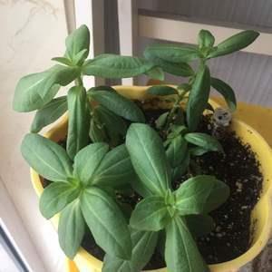 从百草园到三味书屋仿写第二段