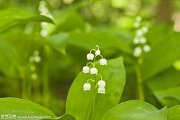 写物记叙文