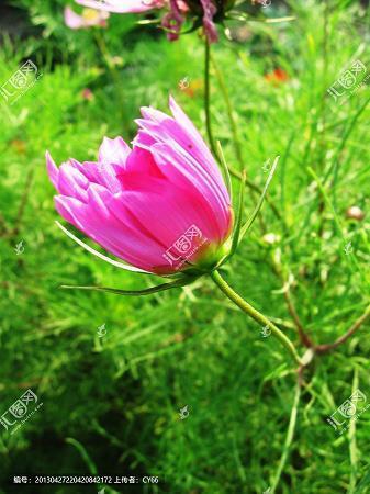 优美散文：厚冬探春，茶诗语丝