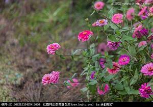 春残花不败