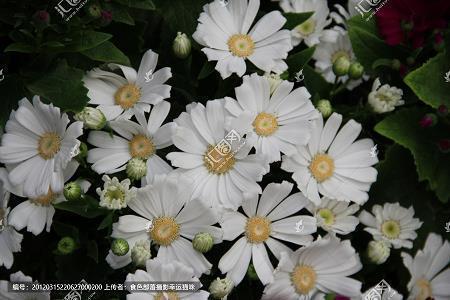星月夜_初中生作文,初二作文,初二散文_彭澍完美作文