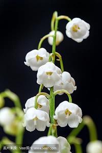 寂寞的花样