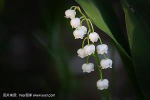 她