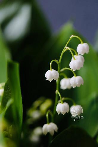 萤火虫