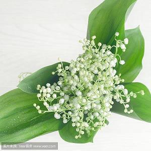 携一缕花香，芬芳如春暖冬