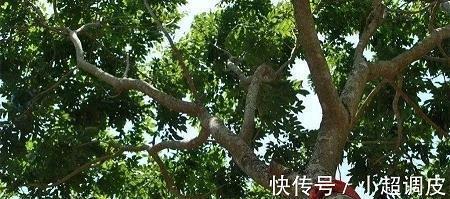 为民除害