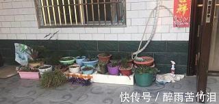 梦中的和谐