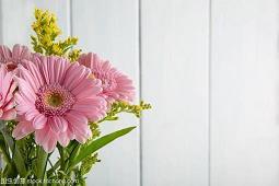 关于栀子花的作文