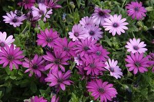 又是桃花飘香时