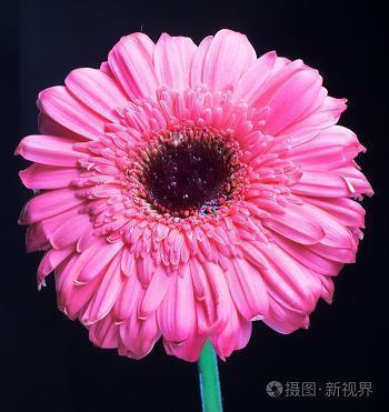 弥漫在暴风雪中的爱