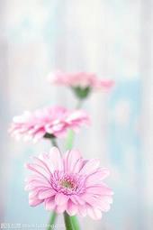 莲花