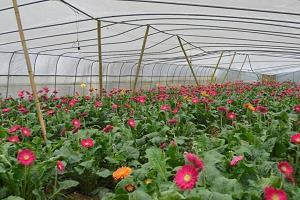 外婆的拿手菜