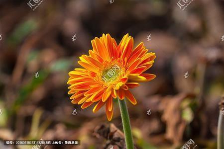 点燃这把枯骨