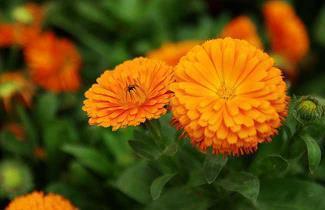 丁香花