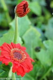 中秋节