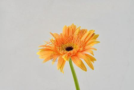 史家之绝唱——读《史记》有感